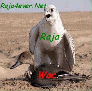 nasar hwa lbata